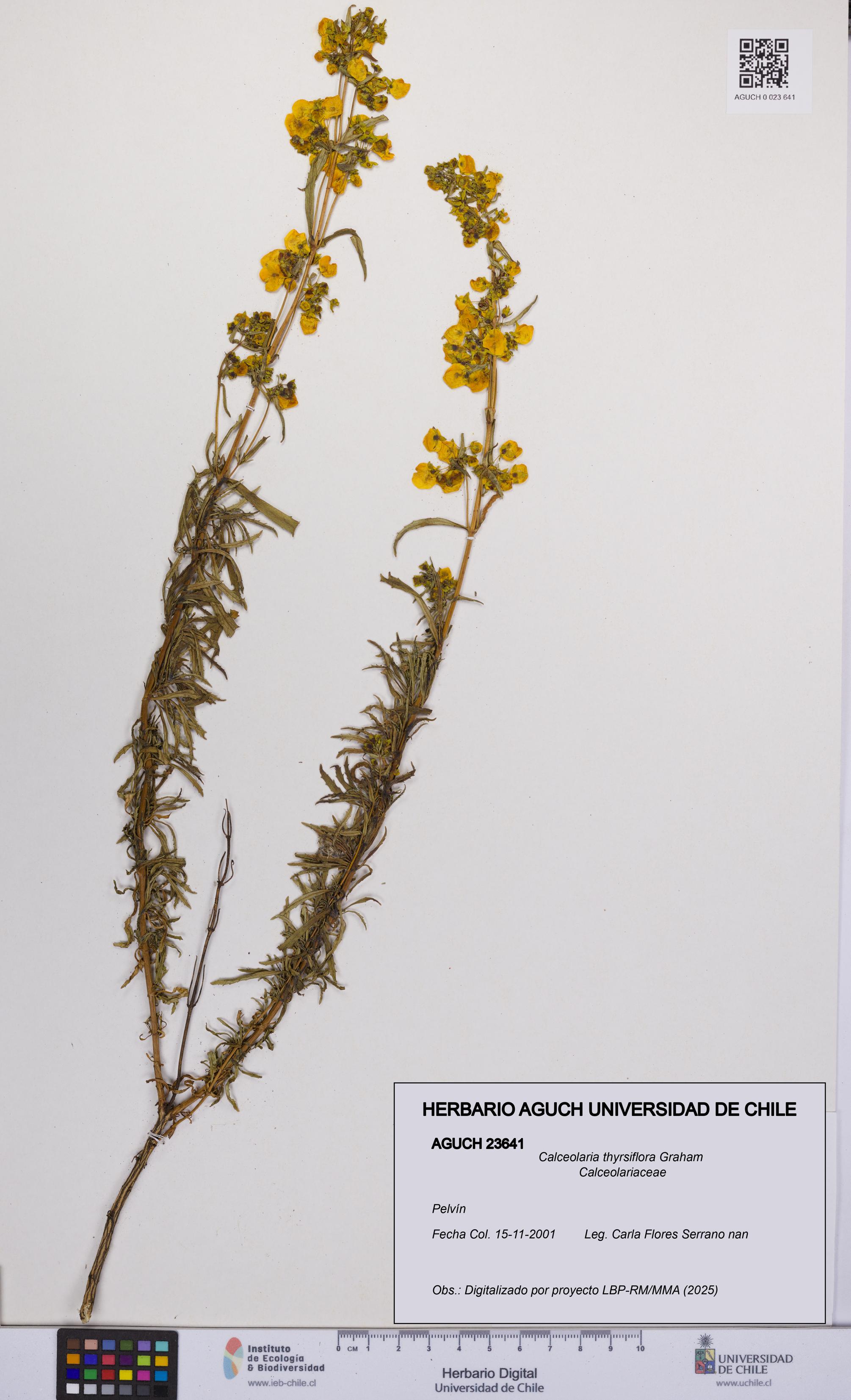 Calceolaria thyrsiflora [Espécimen: UCH:AGUCH:0023641]