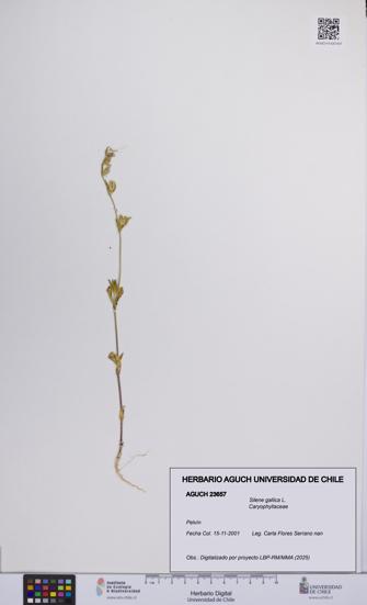 Silene gallica [Espécimen: UCH:AGUCH:0023657]