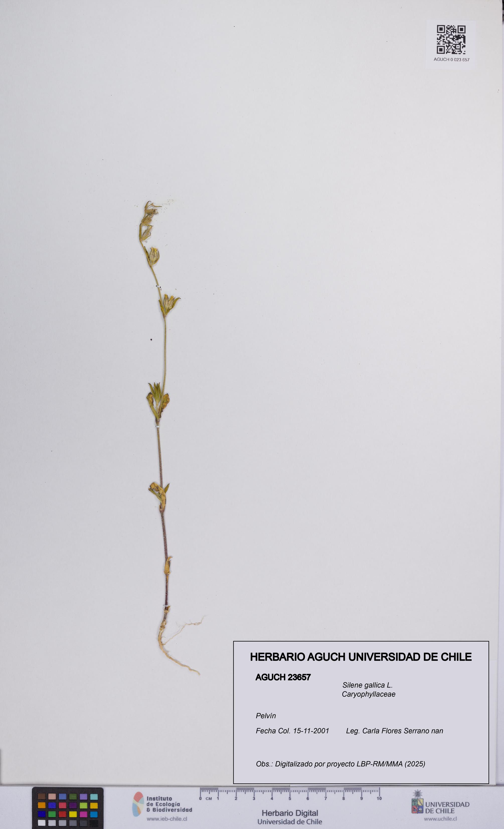Silene gallica [Espécimen: UCH:AGUCH:0023657]