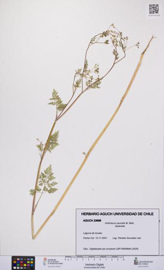 Anthriscus caucalis [Espécimen: UCH:AGUCH:0023686]
