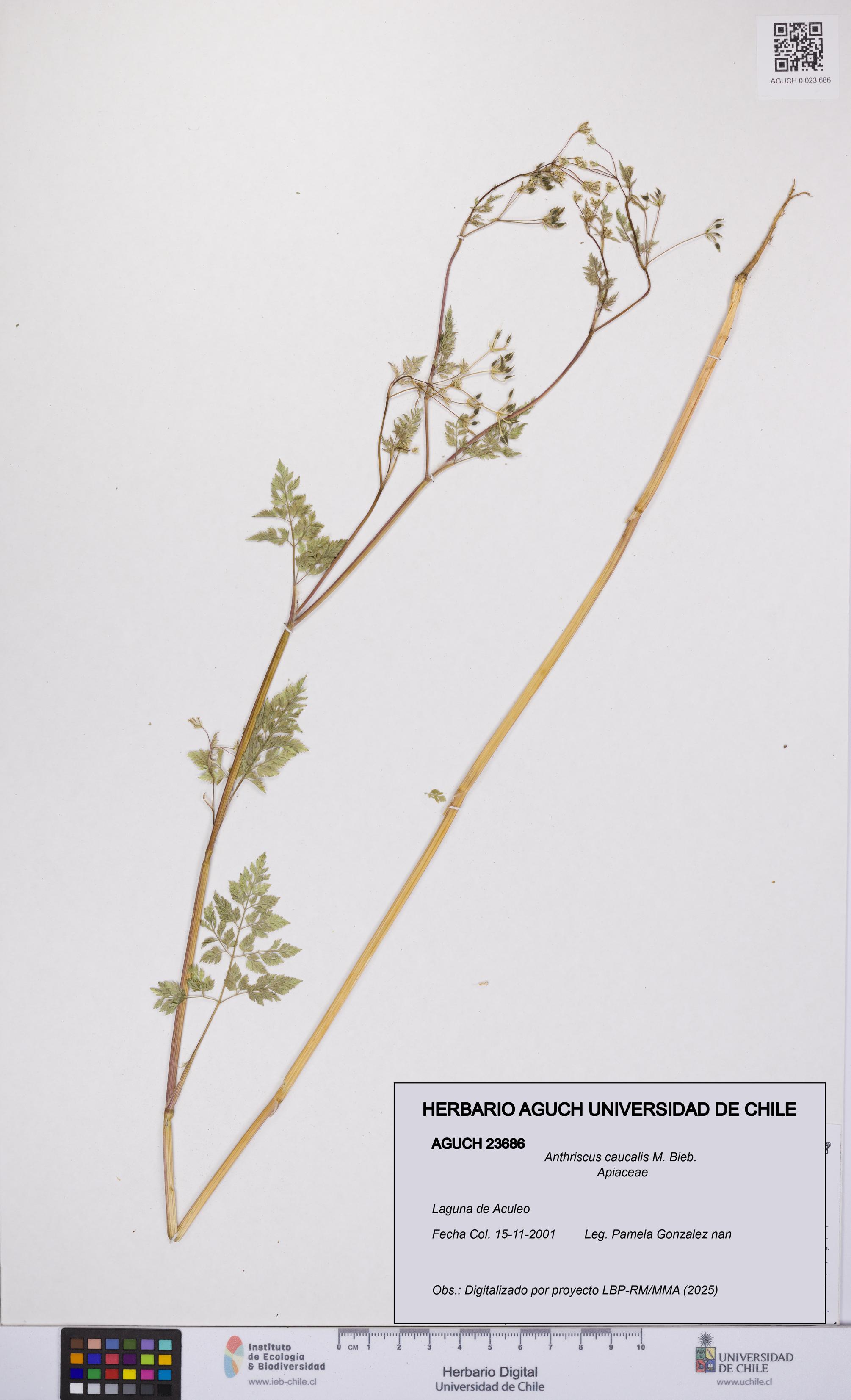 Anthriscus caucalis [Espécimen: UCH:AGUCH:0023686]