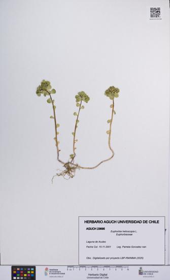 Euphorbia helioscopia [Espécimen: UCH:AGUCH:0023695]