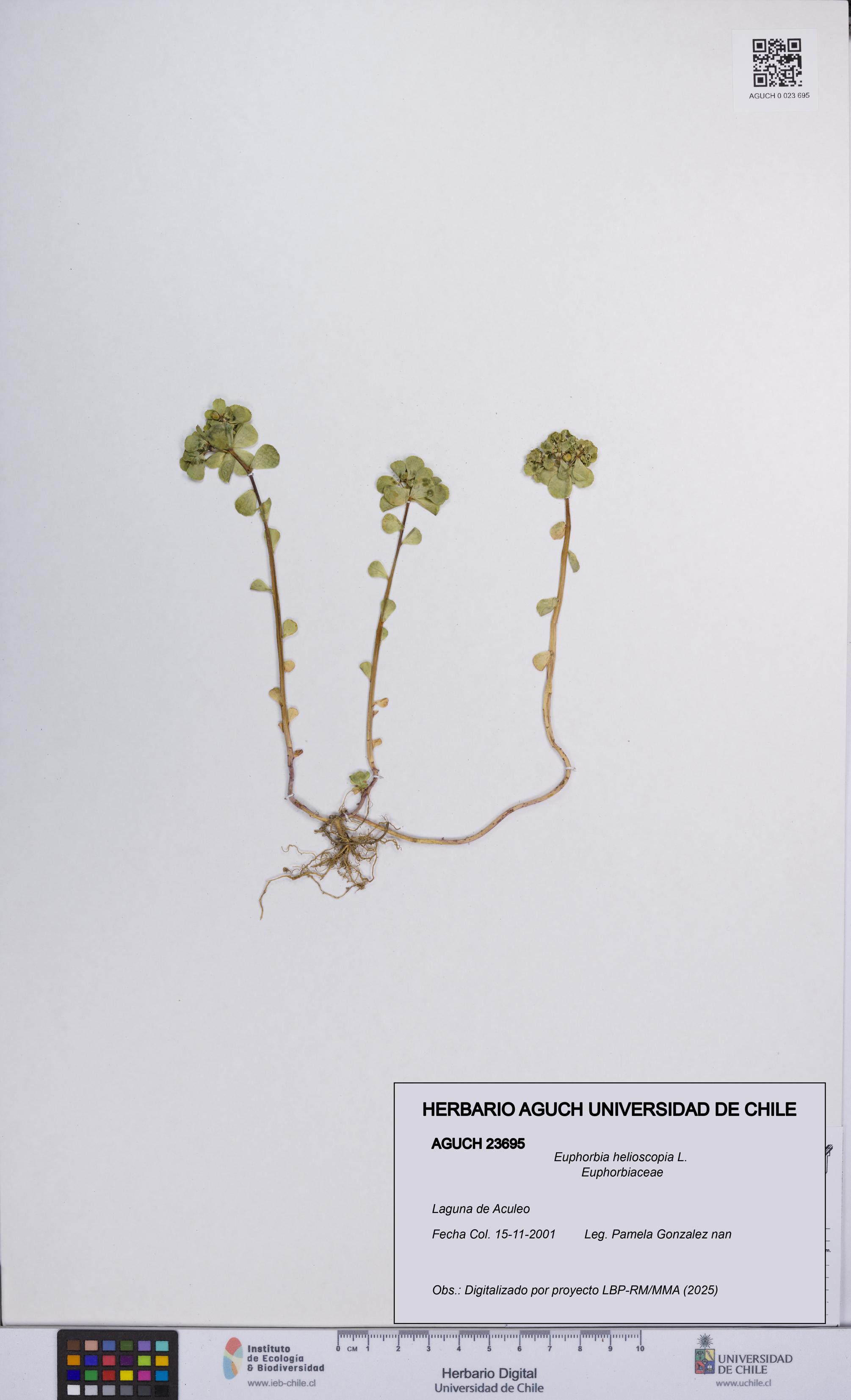 Euphorbia helioscopia [Espécimen: UCH:AGUCH:0023695]