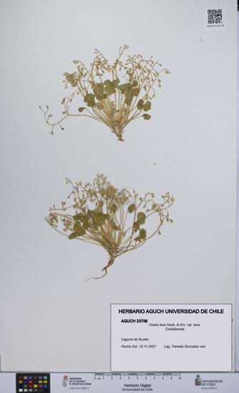 Oxalis laxa var. laxa [Espécimen: UCH:AGUCH:0023706]