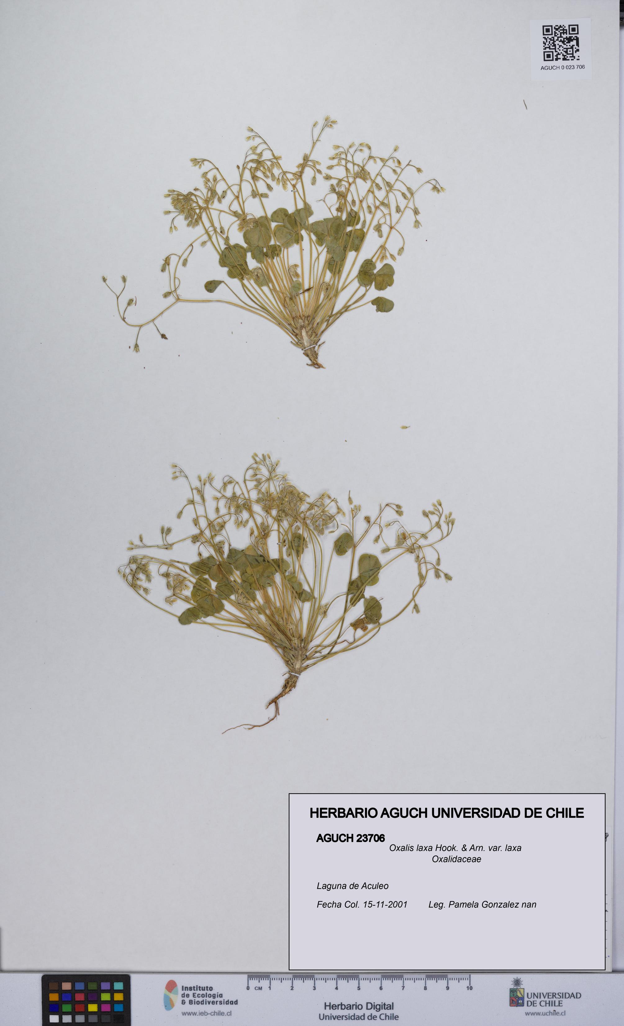 Oxalis laxa var. laxa [Espécimen: UCH:AGUCH:0023706]