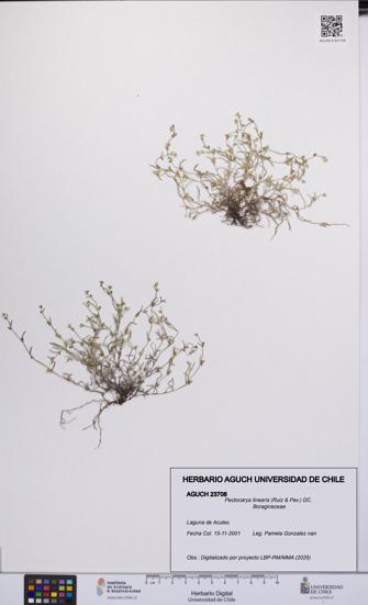 Pectocarya linearis [Espécimen: UCH:AGUCH:0023708]