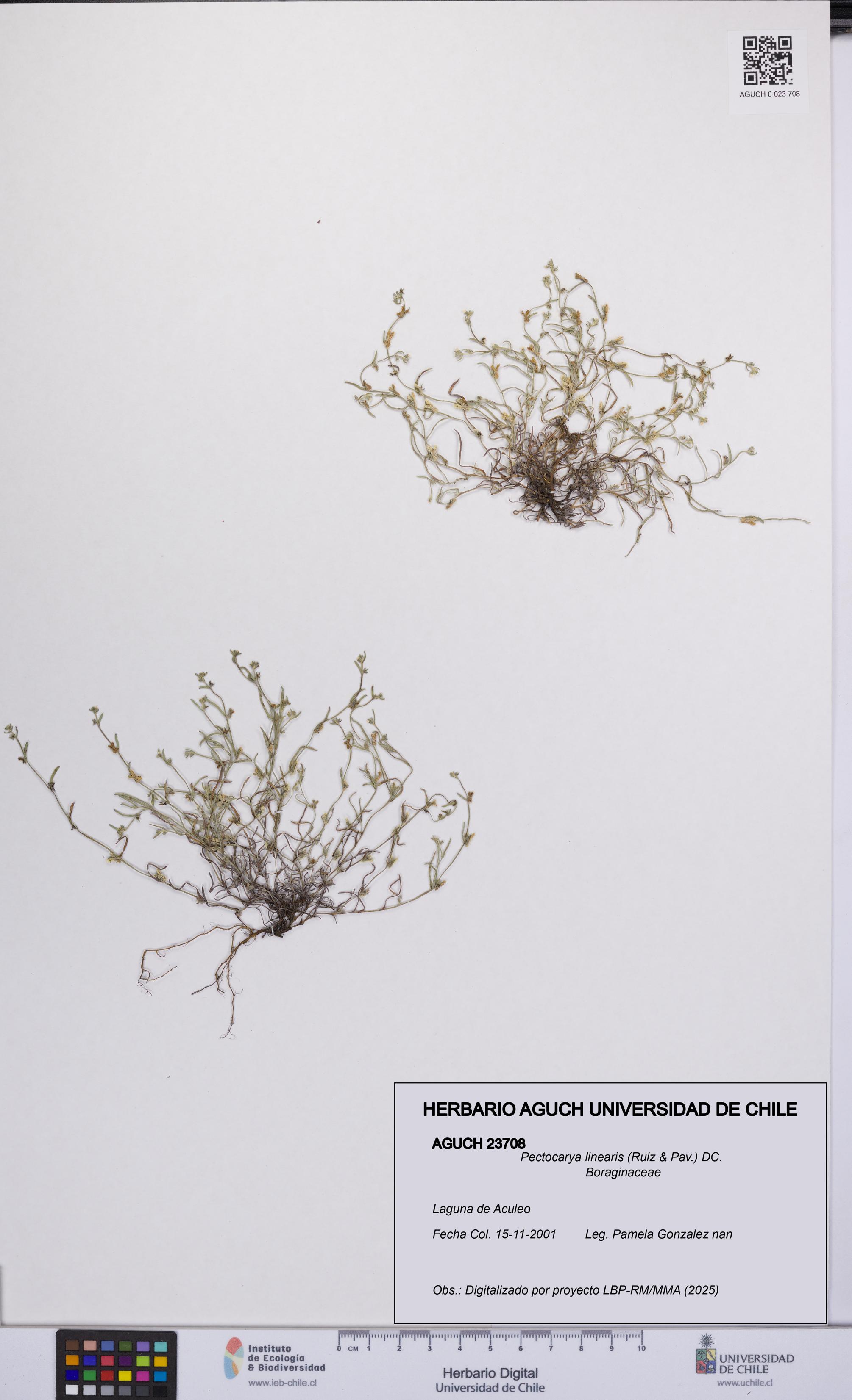 Pectocarya linearis [Espécimen: UCH:AGUCH:0023708]