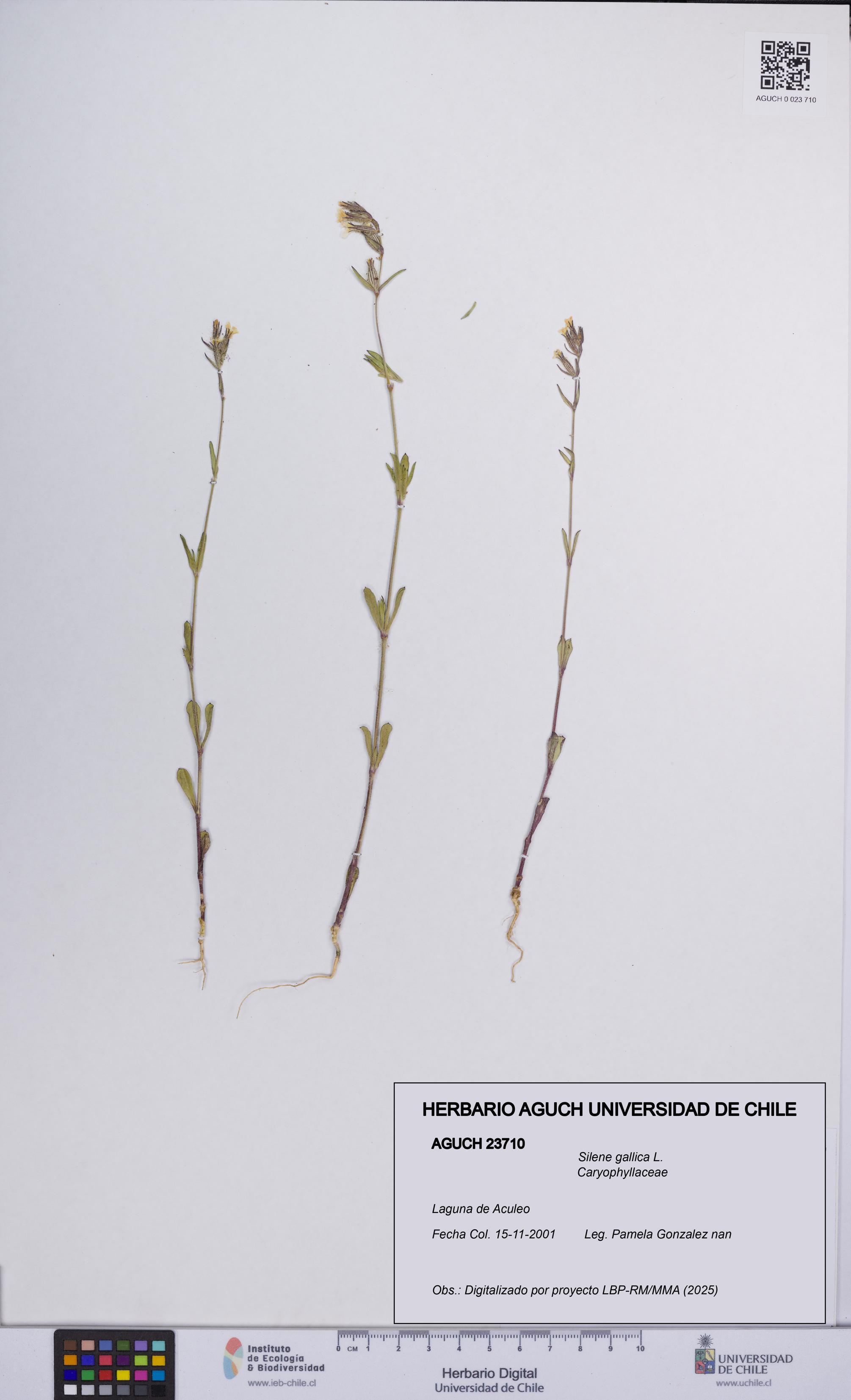 Silene gallica [Espécimen: UCH:AGUCH:0023710]