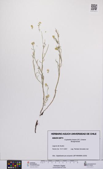 Cryptantha linearis [Espécimen: UCH:AGUCH:0023711]