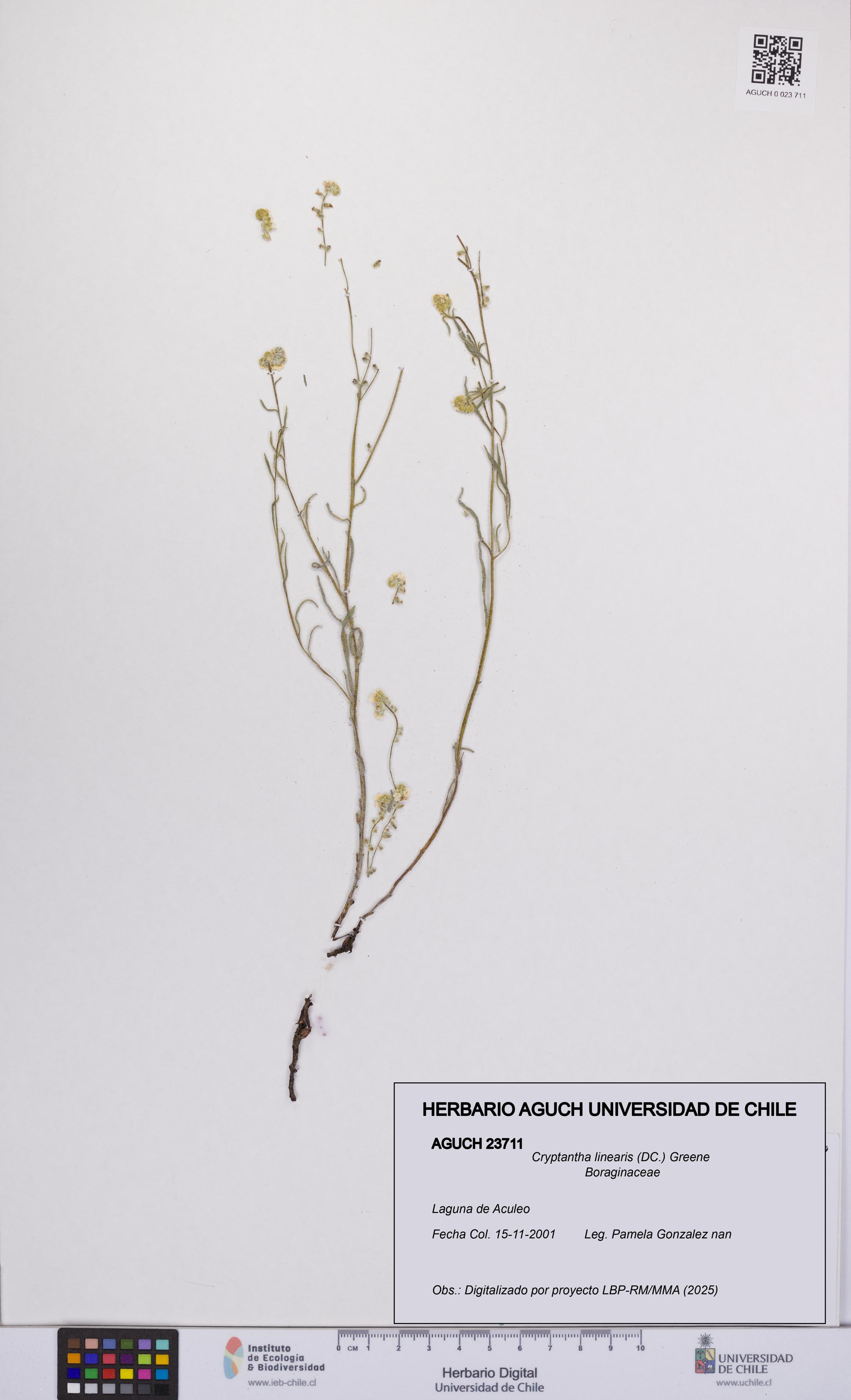 Cryptantha linearis [Espécimen: UCH:AGUCH:0023711]