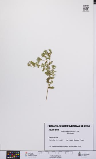 Triptilion spinosum [Espécimen: UCH:AGUCH:0023726]