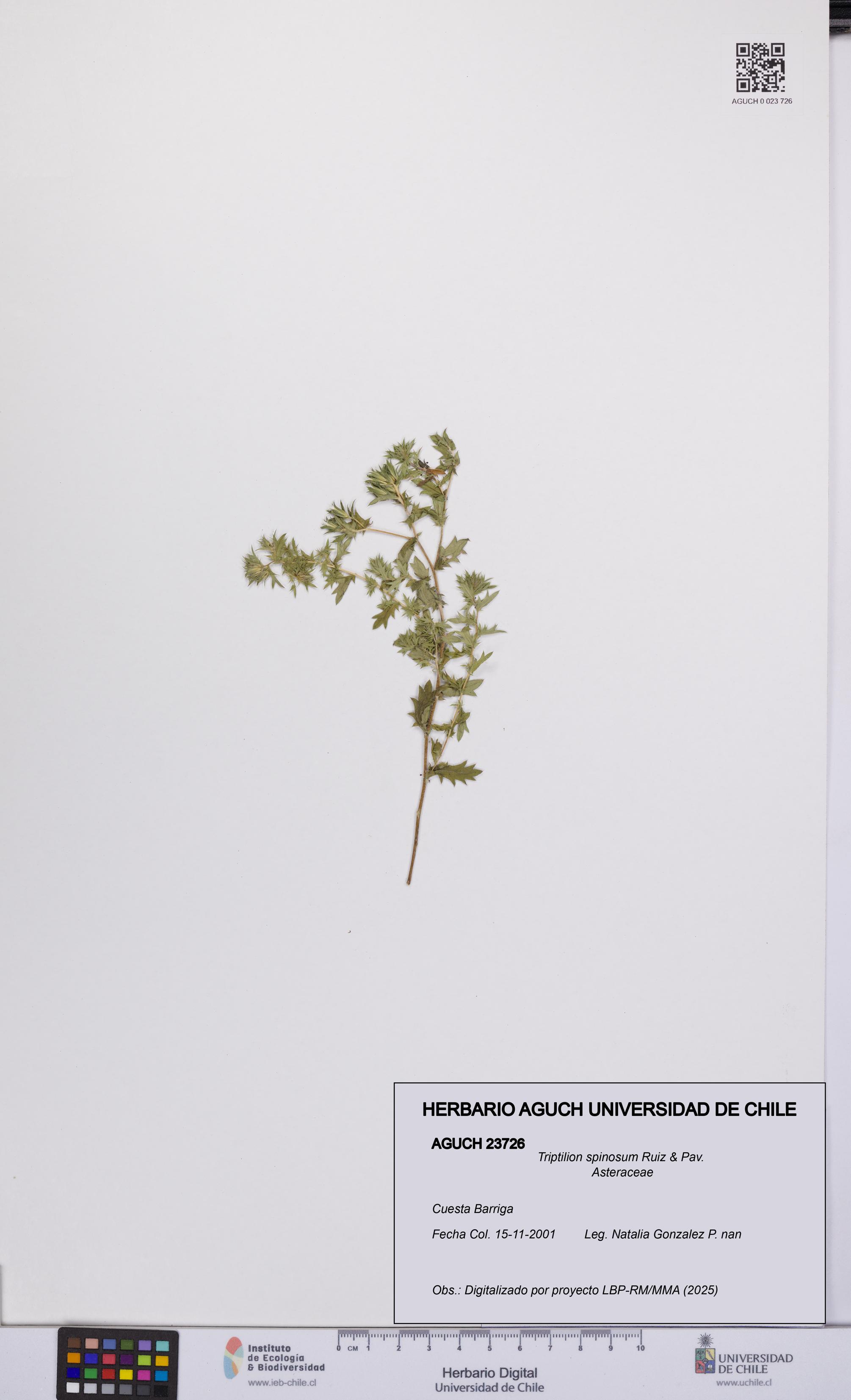 Triptilion spinosum [Espécimen: UCH:AGUCH:0023726]