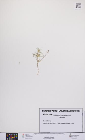 Chaetanthera moenchioides [Espécimen: UCH:AGUCH:0023742]