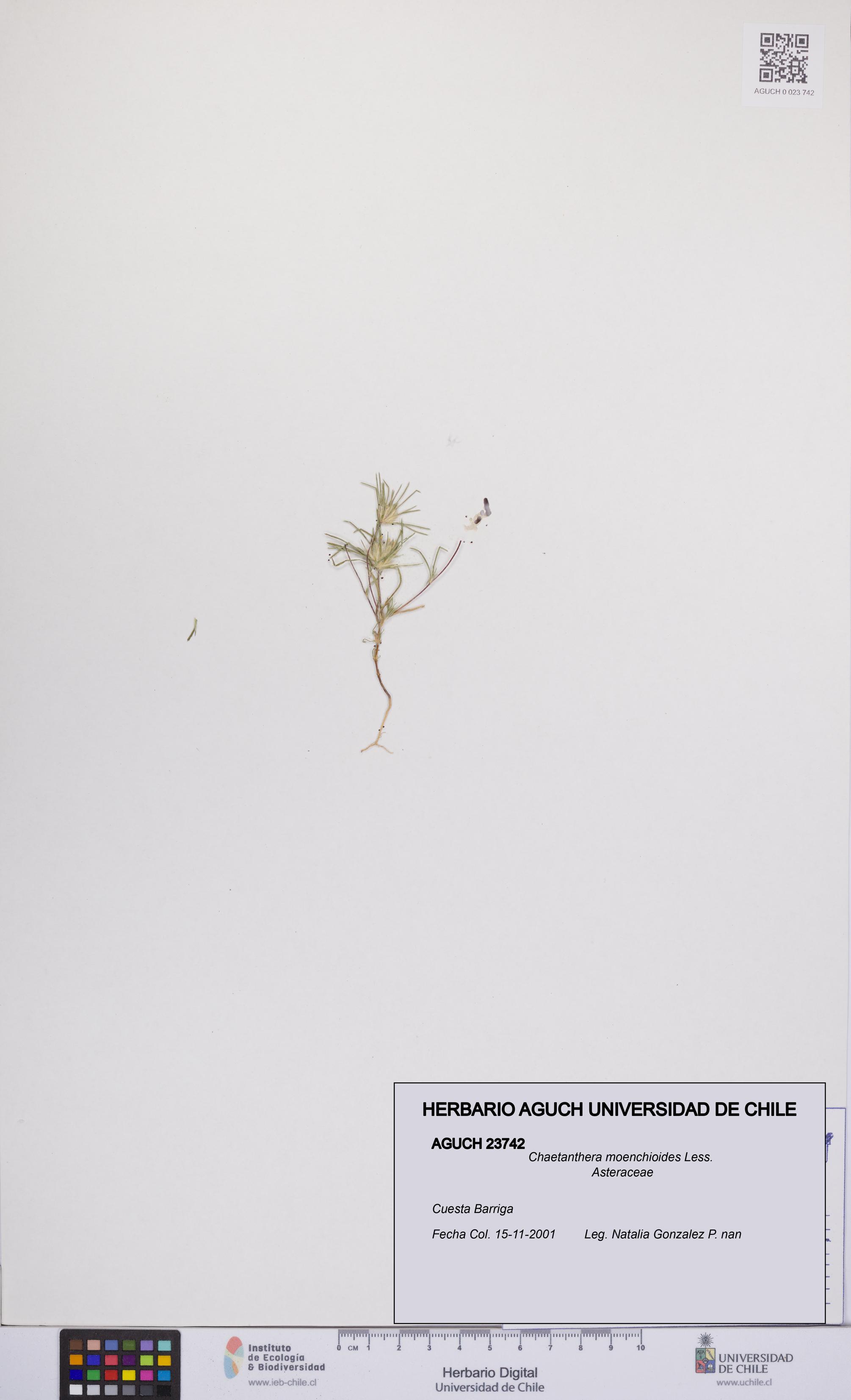 Chaetanthera moenchioides [Espécimen: UCH:AGUCH:0023742]