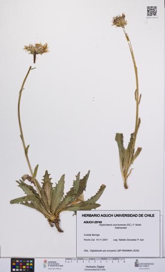 Hypochaeris scorzonerae [Espécimen: UCH:AGUCH:0023743]