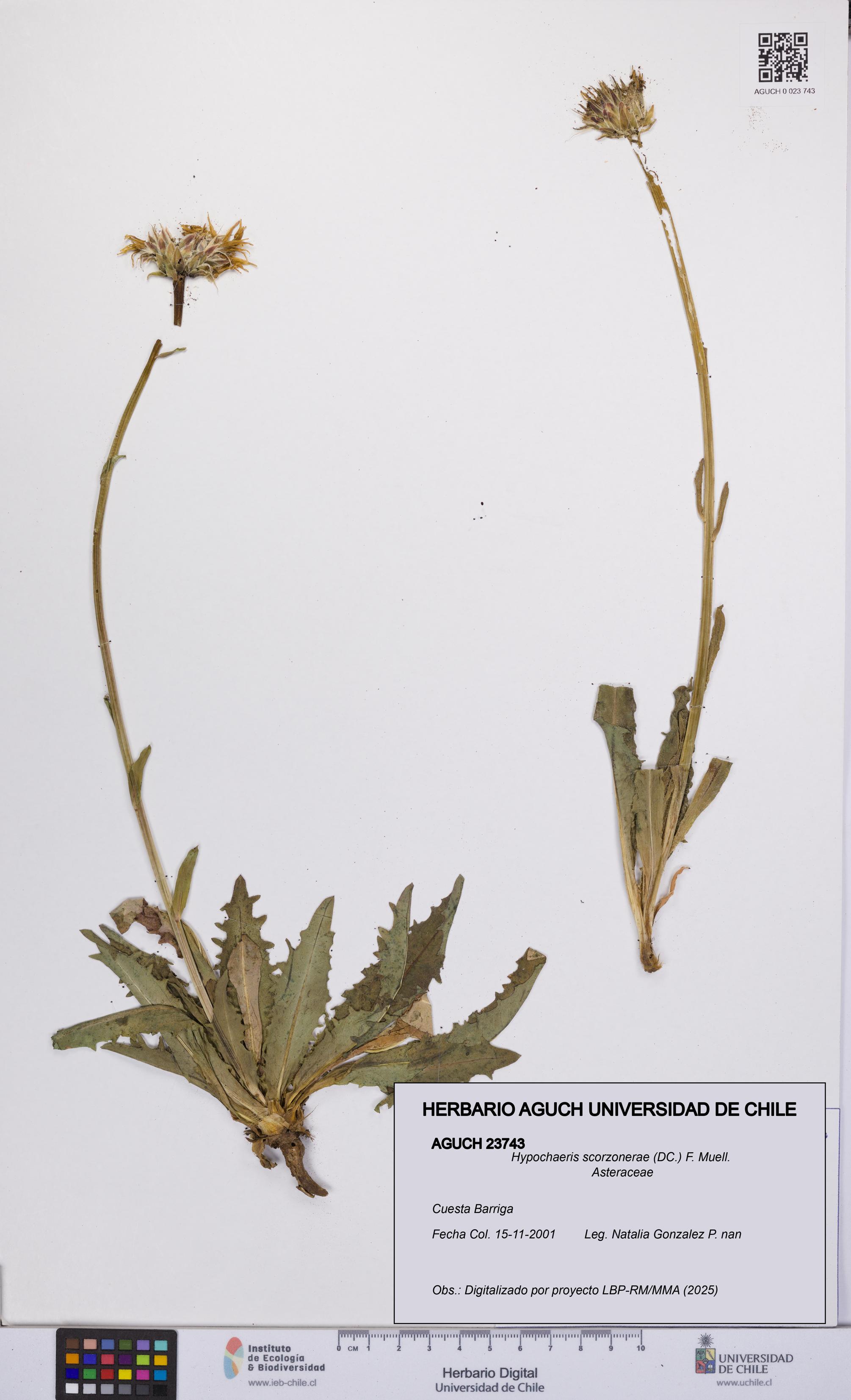 Hypochaeris scorzonerae [Espécimen: UCH:AGUCH:0023743]