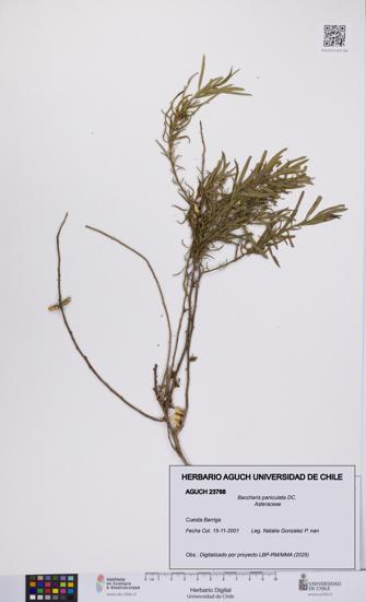 Baccharis paniculata [Espécimen: UCH:AGUCH:0023768]