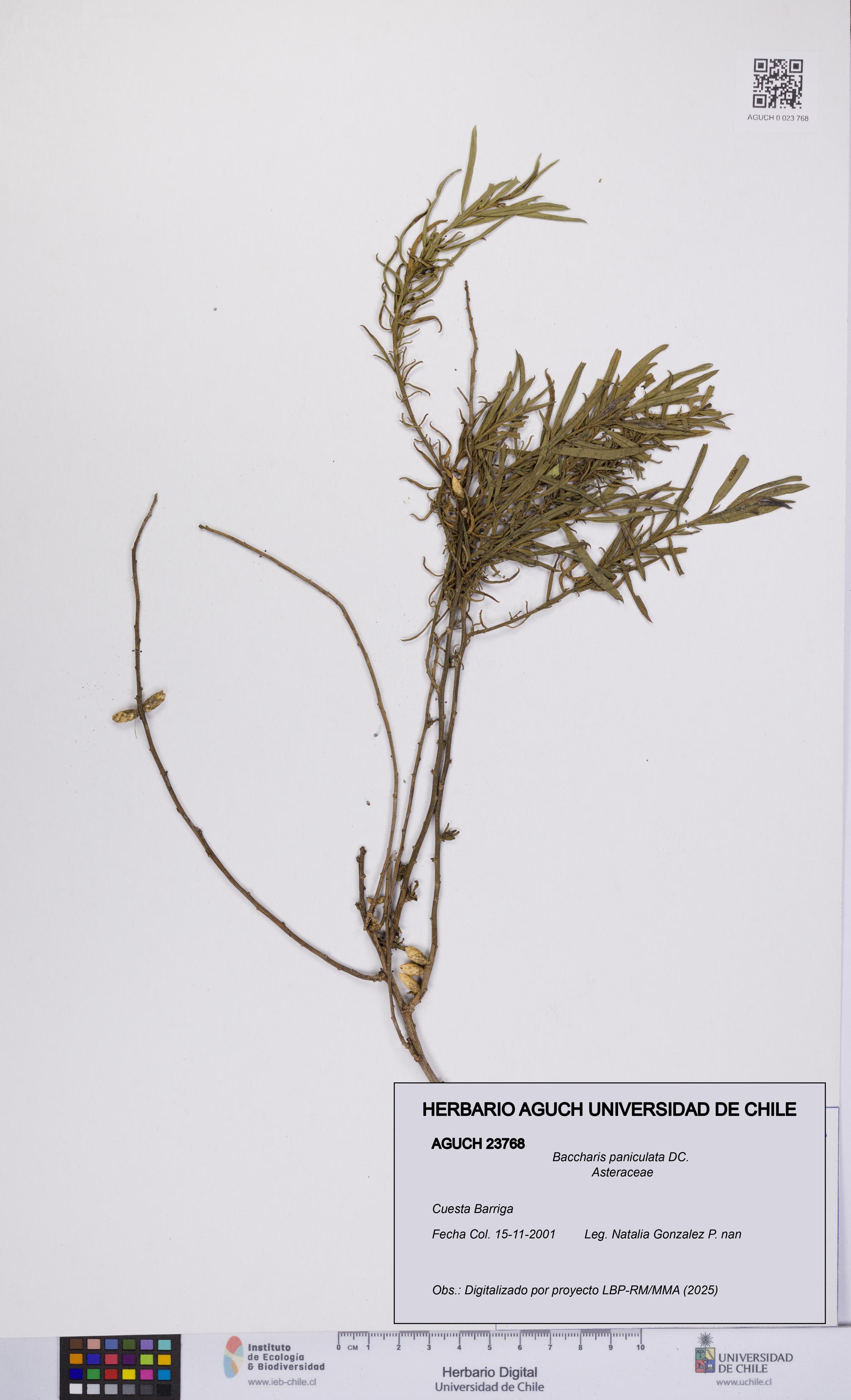 Baccharis paniculata [Espécimen: UCH:AGUCH:0023768]