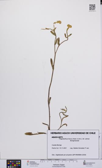 Plagiobothrys fulvus [Espécimen: UCH:AGUCH:0023771]