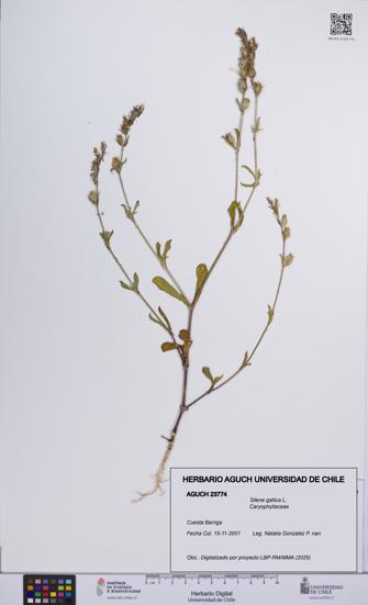 Silene gallica [Espécimen: UCH:AGUCH:0023774]