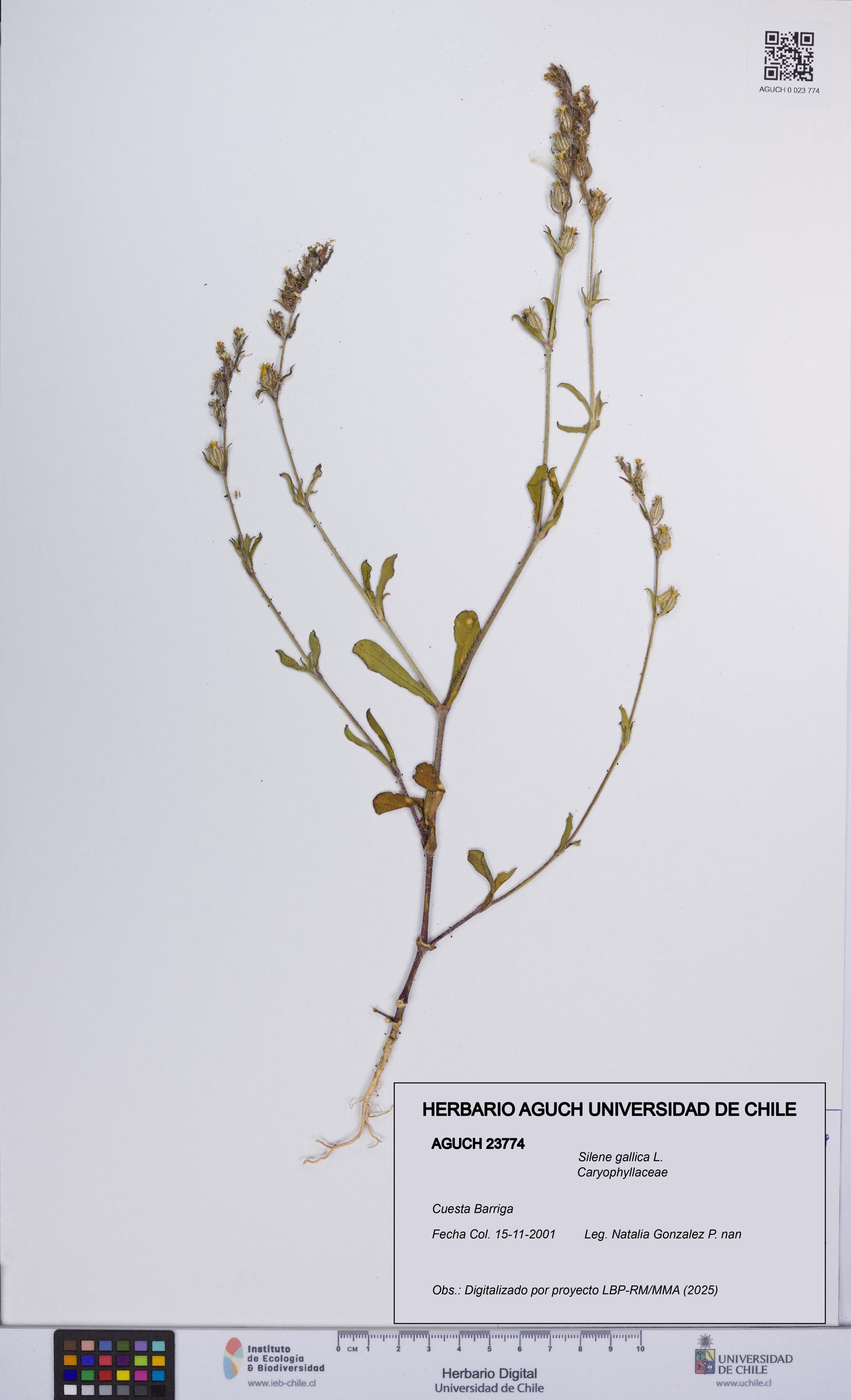 Silene gallica [Espécimen: UCH:AGUCH:0023774]
