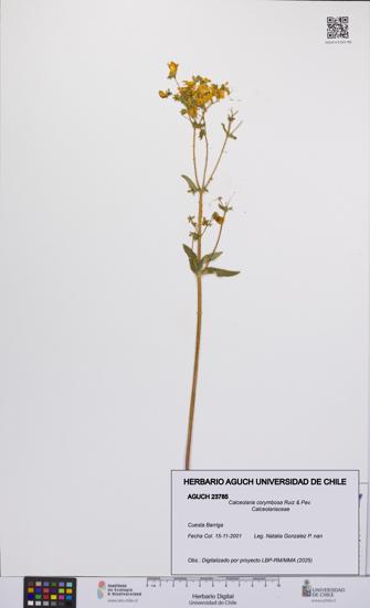 Calceolaria corymbosa [Espécimen: UCH:AGUCH:0023785]