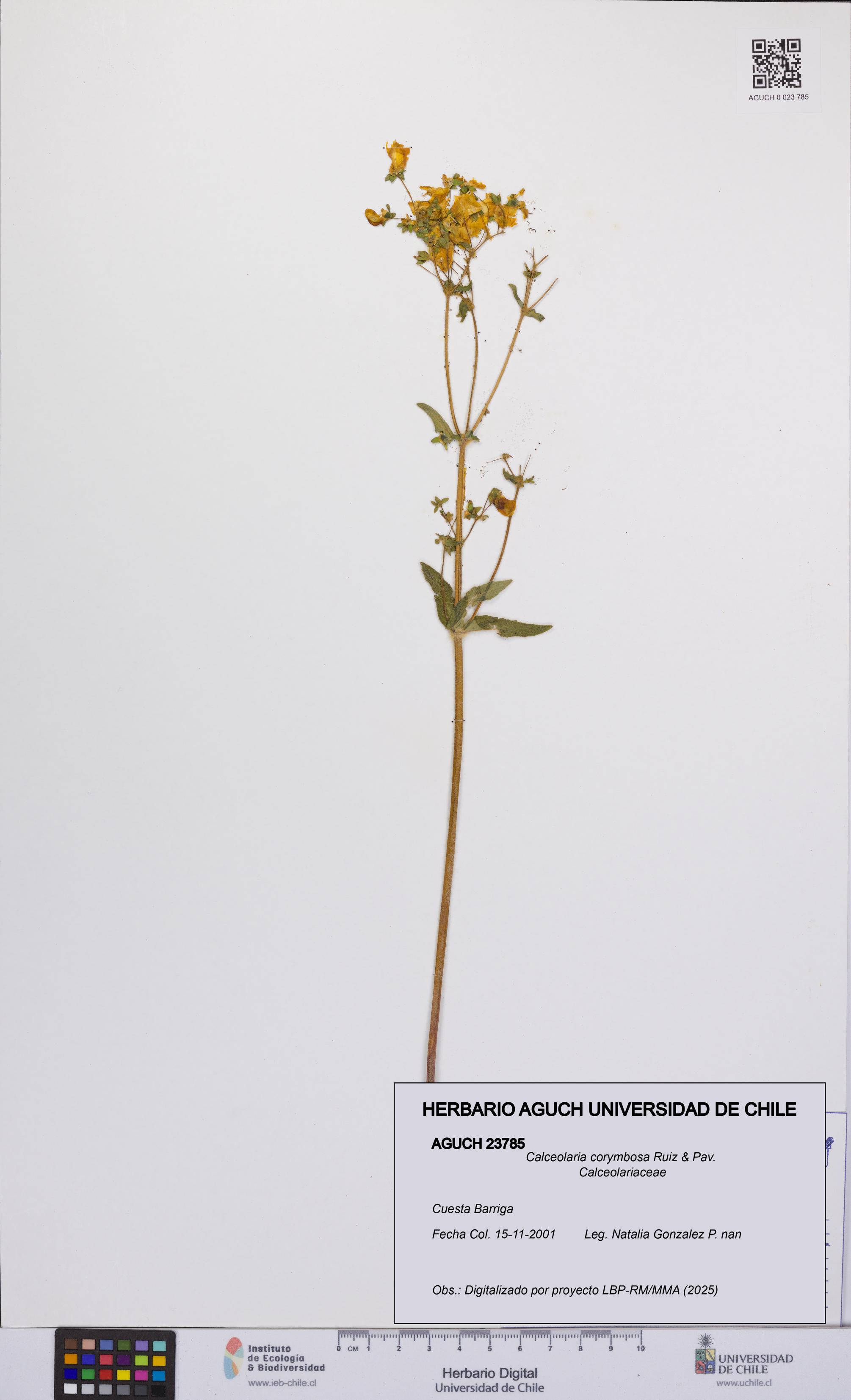Calceolaria corymbosa [Espécimen: UCH:AGUCH:0023785]