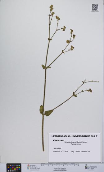 Mirabilis elegans [Espécimen: UCH:AGUCH:0023803]