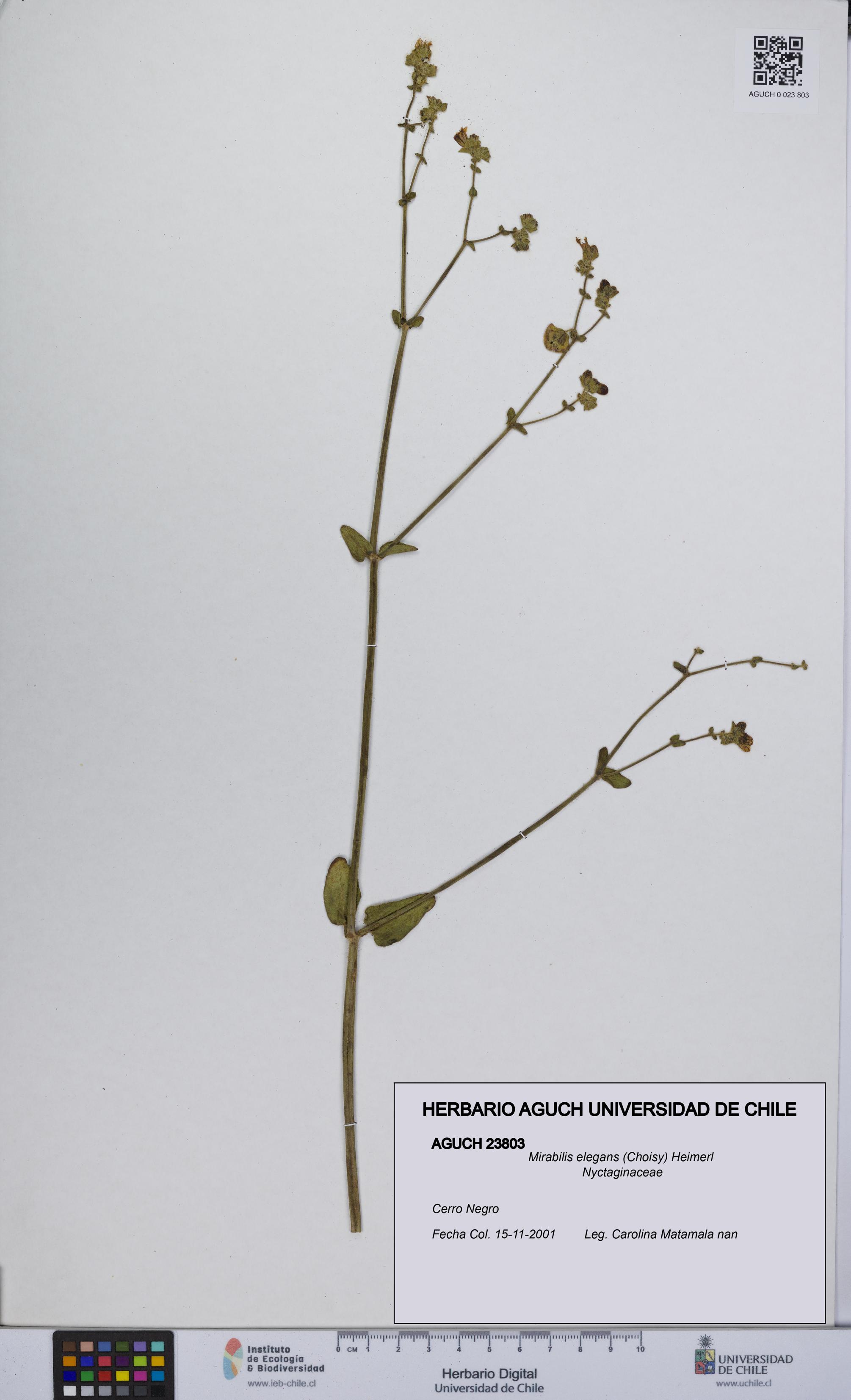 Mirabilis elegans [Espécimen: UCH:AGUCH:0023803]