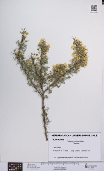 Adesmia confusa [Espécimen: UCH:AGUCH:0023809]