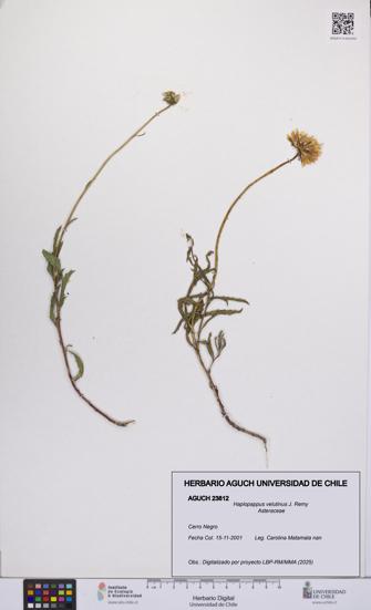 Haplopappus velutinus [Espécimen: UCH:AGUCH:0023812]