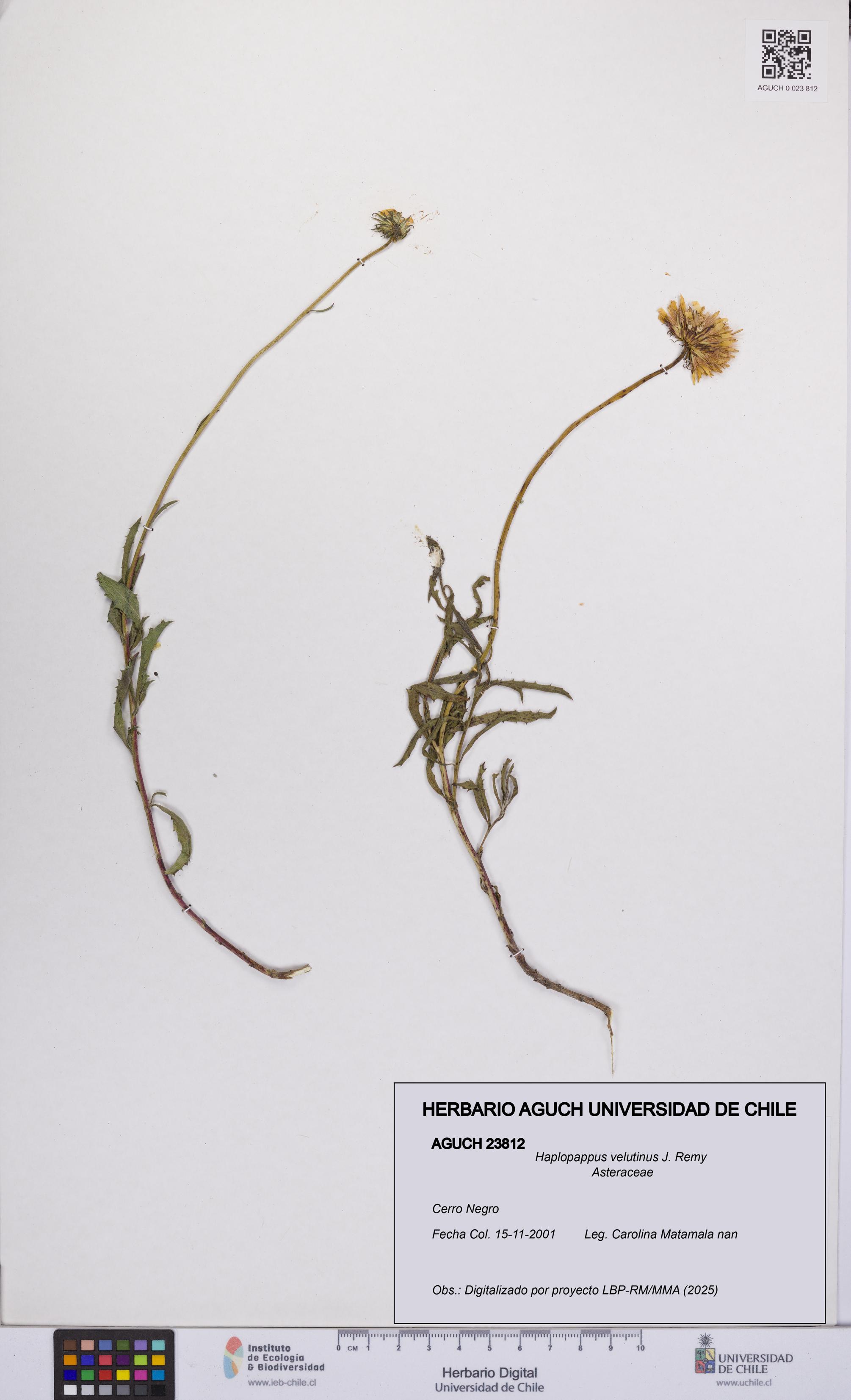 Haplopappus velutinus [Espécimen: UCH:AGUCH:0023812]