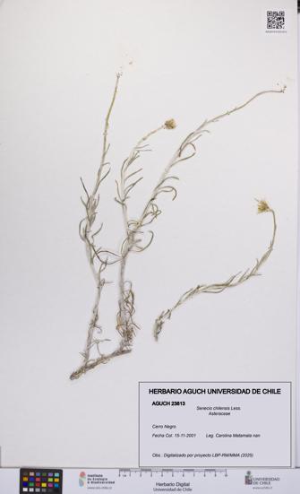 Senecio chilensis [Espécimen: UCH:AGUCH:0023813]