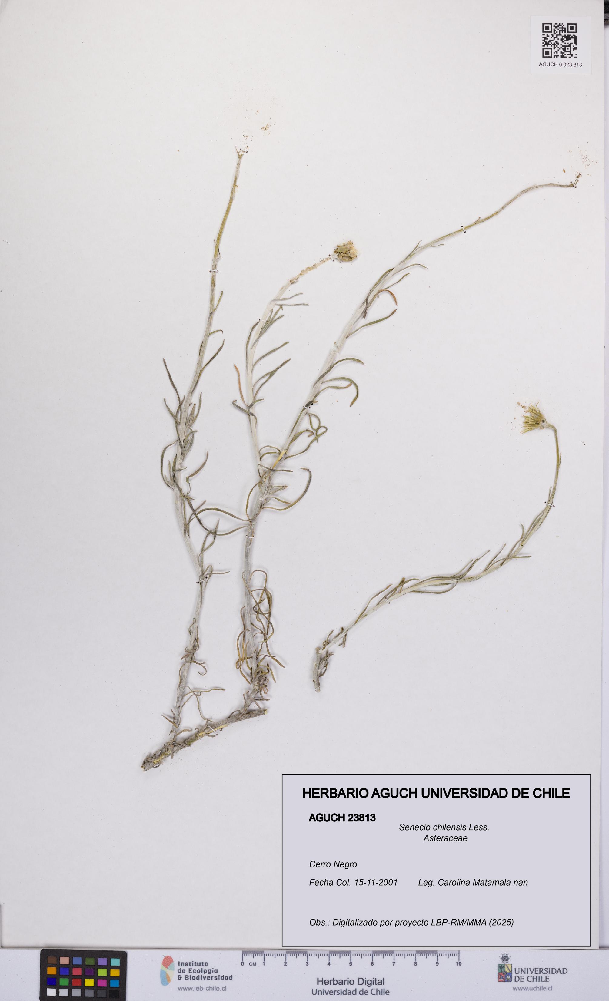Senecio chilensis [Espécimen: UCH:AGUCH:0023813]