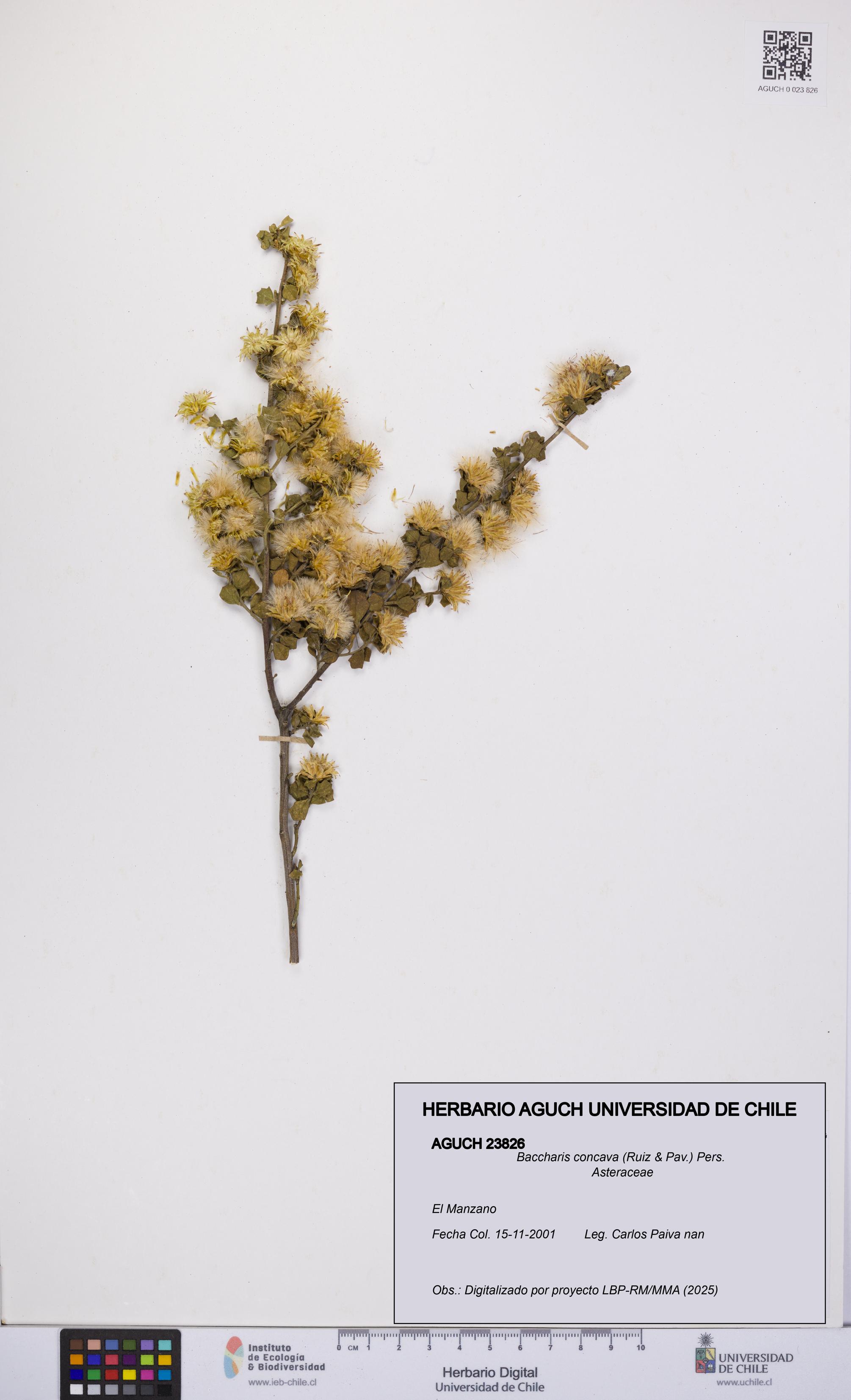 Baccharis concava [Espécimen: UCH:AGUCH:0023826]