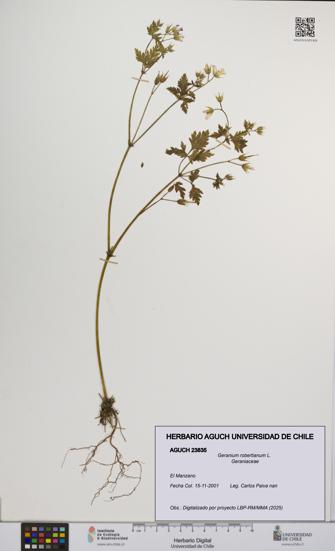 Geranium robertianum [Espécimen: UCH:AGUCH:0023835]