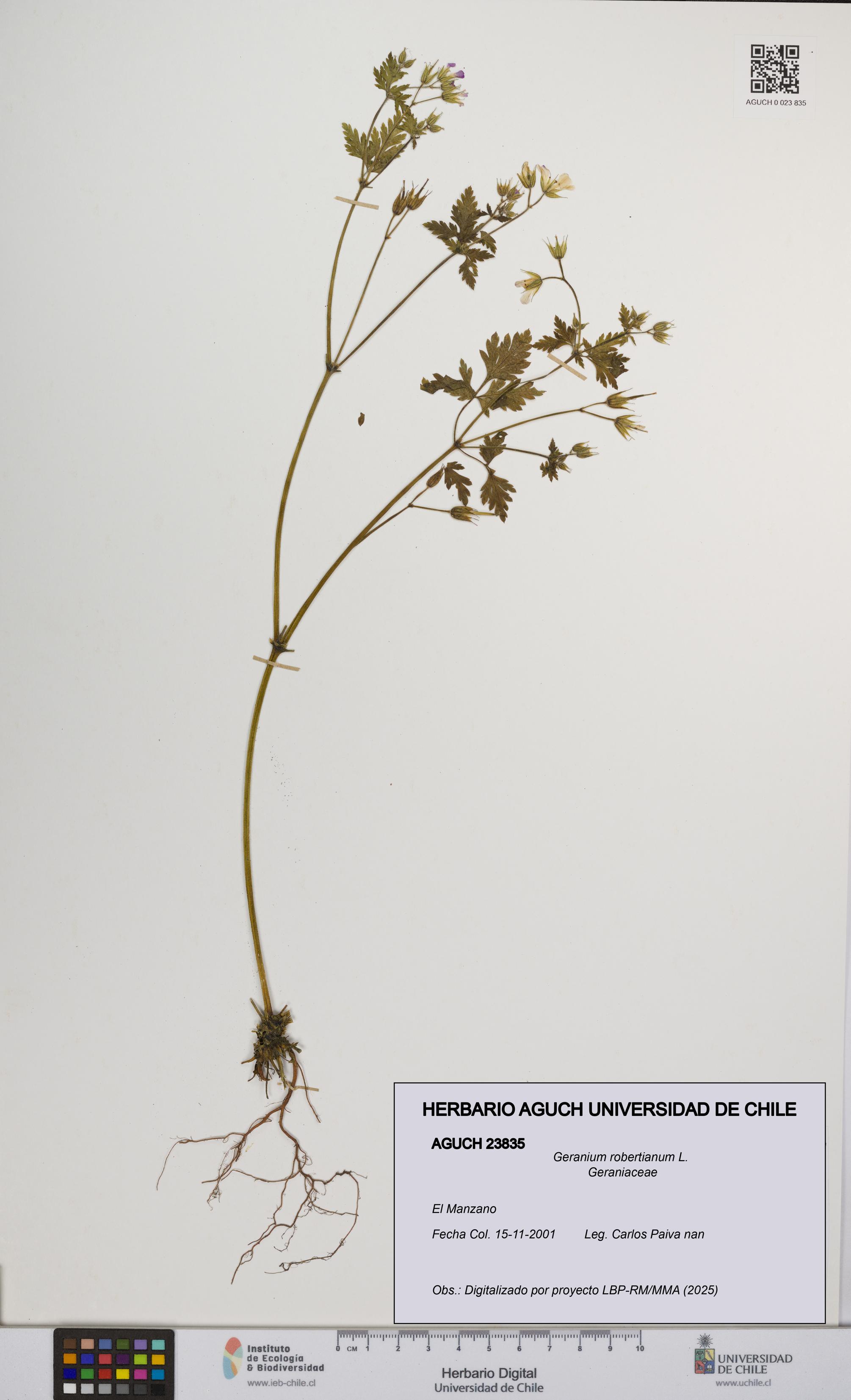 Geranium robertianum [Espécimen: UCH:AGUCH:0023835]