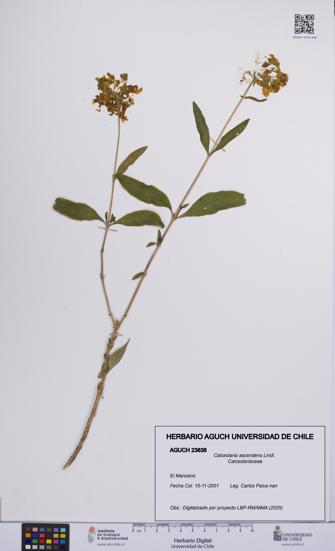 Calceolaria ascendens [Espécimen: UCH:AGUCH:0023838]