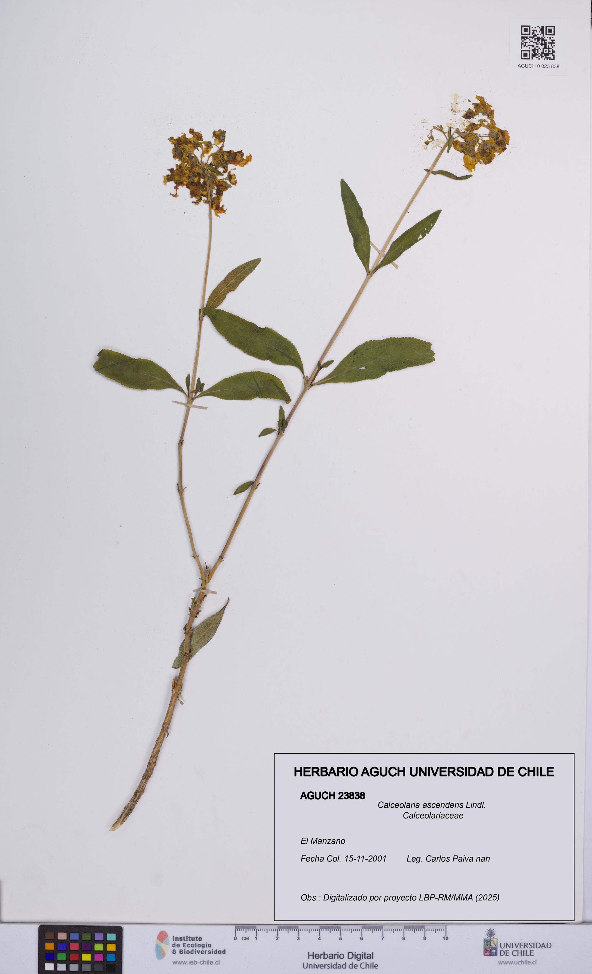 Calceolaria ascendens [Espécimen: UCH:AGUCH:0023838]