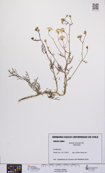 Senecio tocornalii [Espécimen: UCH:AGUCH:0023841]