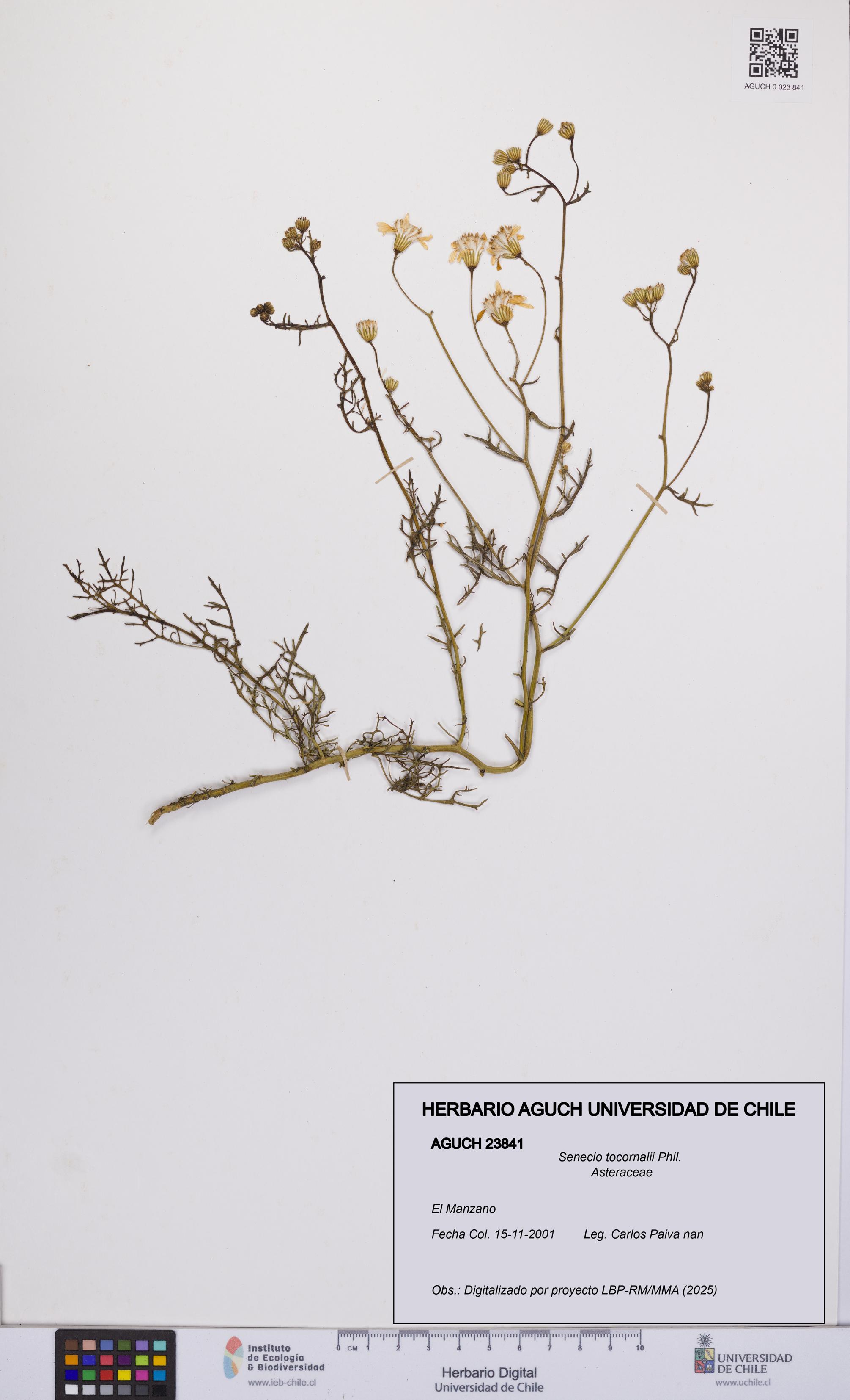Senecio tocornalii [Espécimen: UCH:AGUCH:0023841]