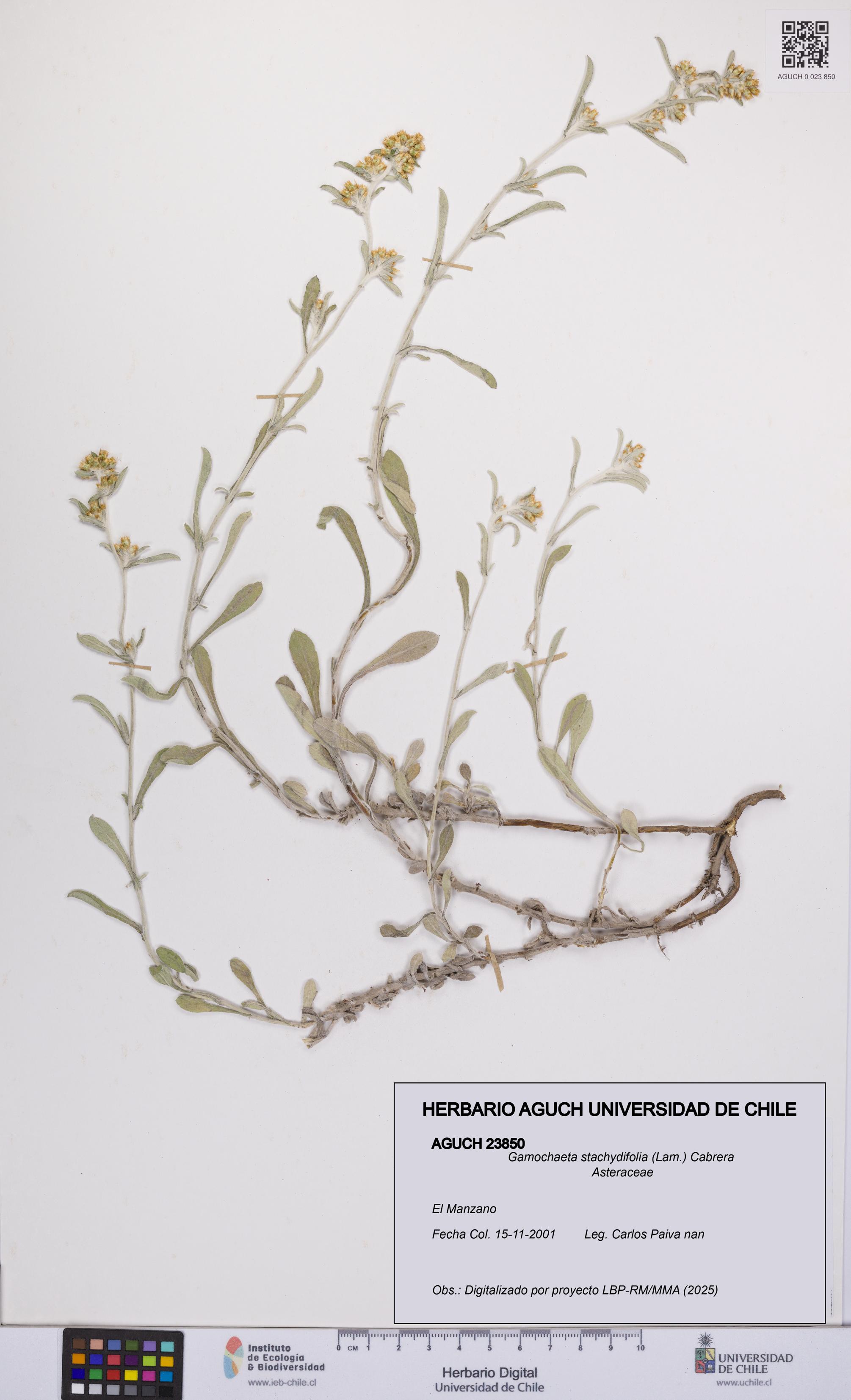 Gamochaeta stachydifolia [Espécimen: UCH:AGUCH:0023850]