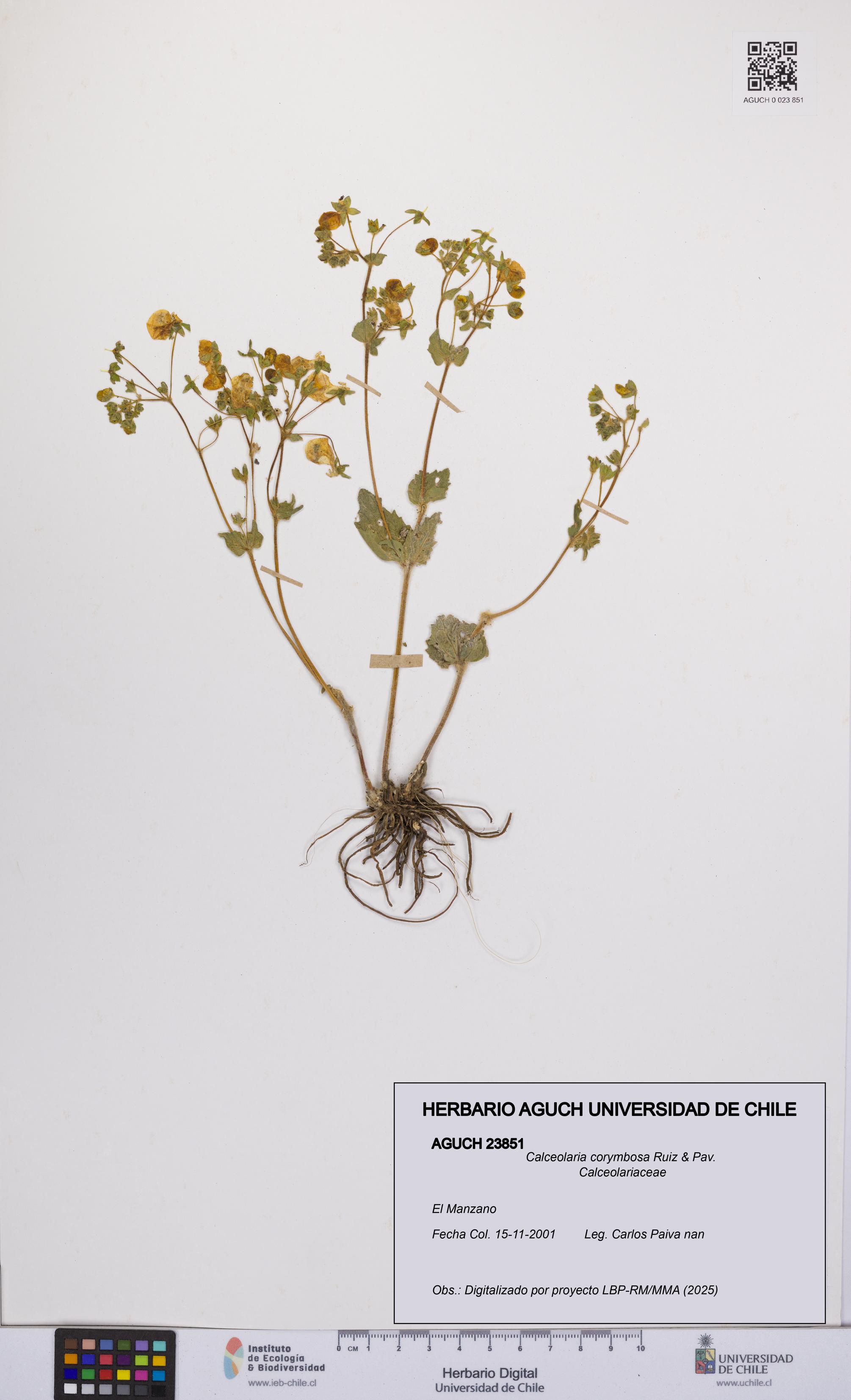 Calceolaria corymbosa [Espécimen: UCH:AGUCH:0023851]