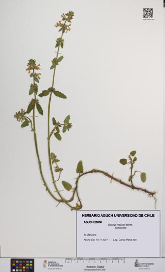 Stachys macraei [Espécimen: UCH:AGUCH:0023856]