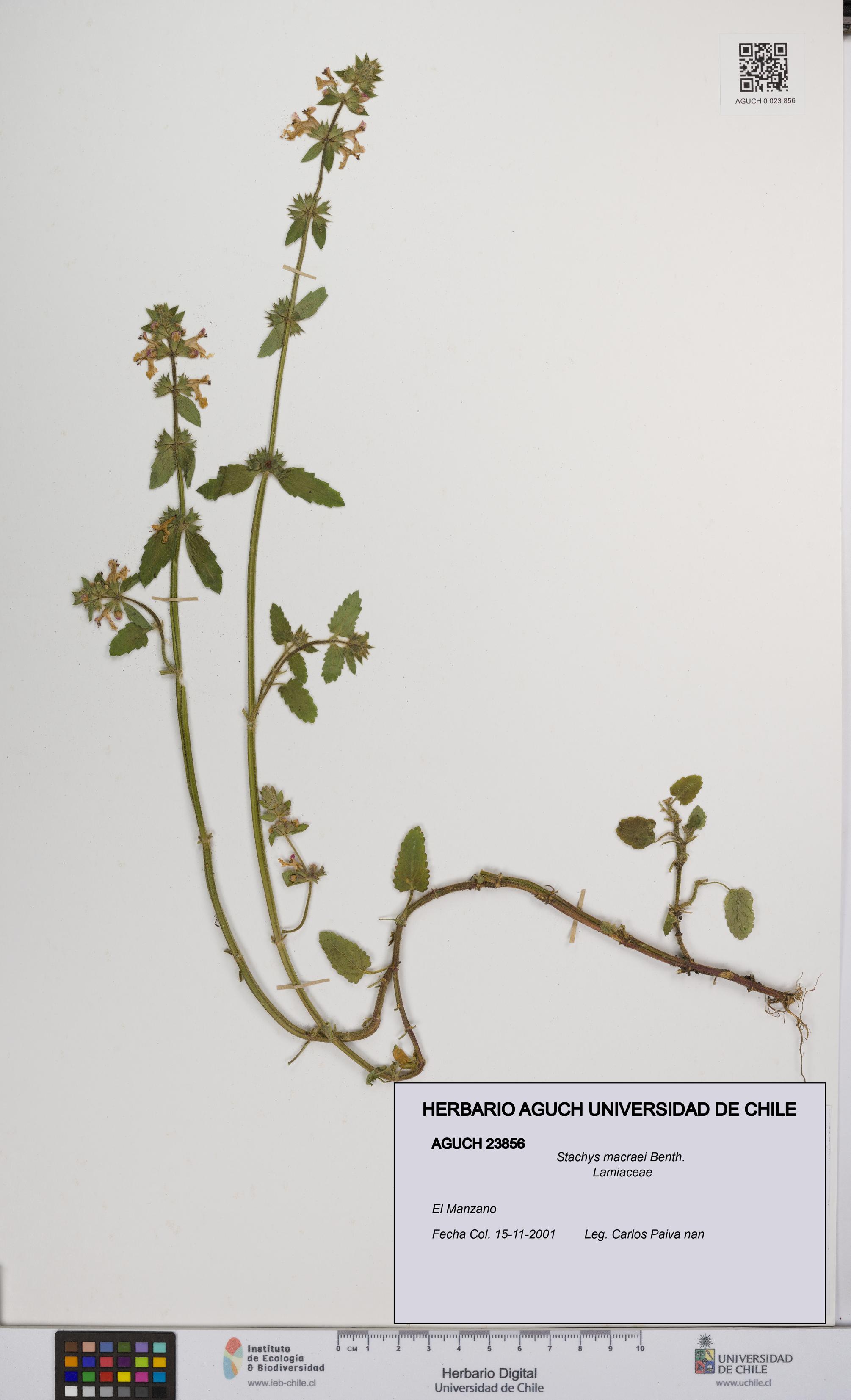 Stachys macraei [Espécimen: UCH:AGUCH:0023856]