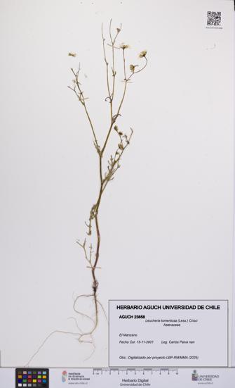 Leucheria tomentosa [Espécimen: UCH:AGUCH:0023858]