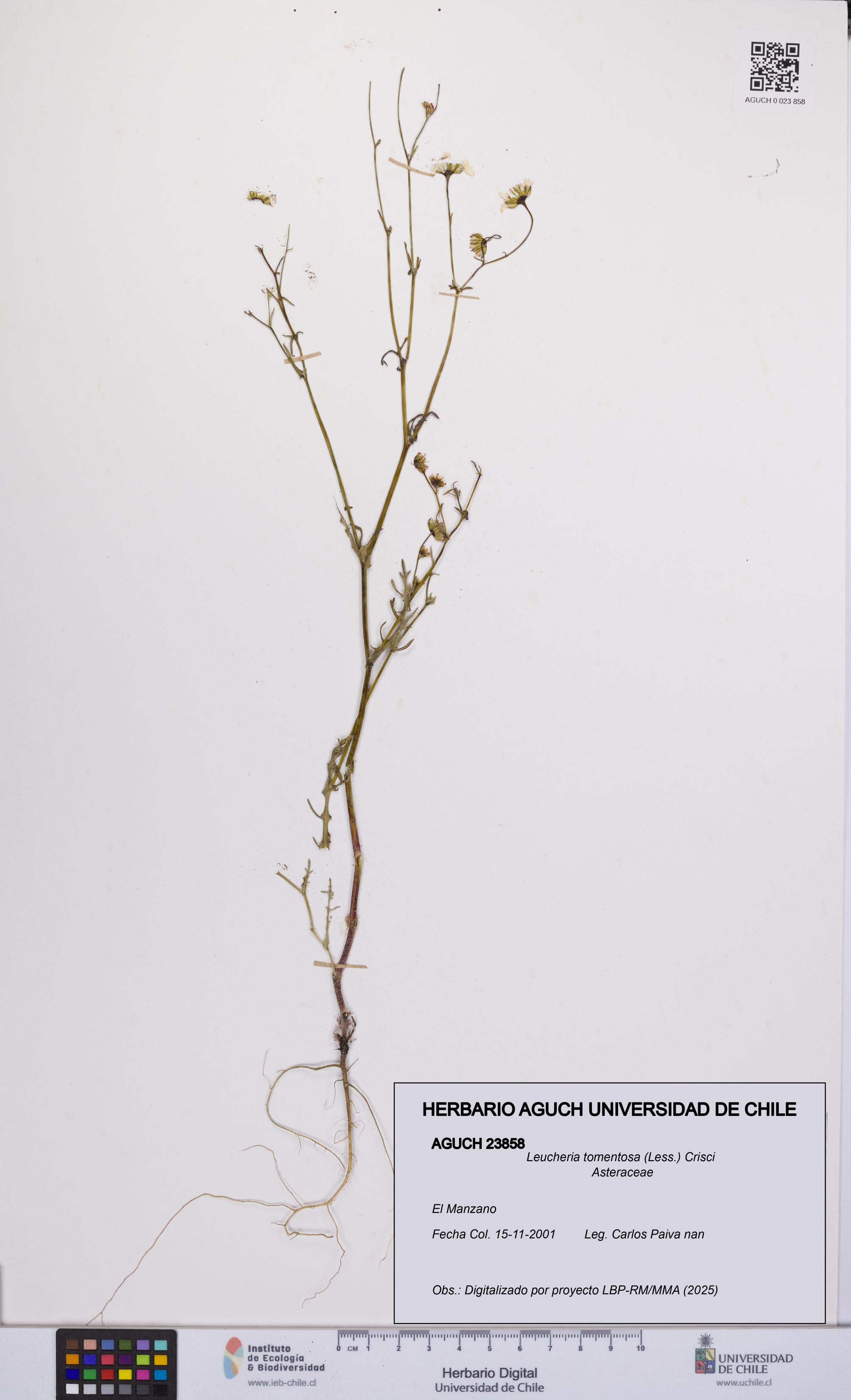 Leucheria tomentosa [Espécimen: UCH:AGUCH:0023858]