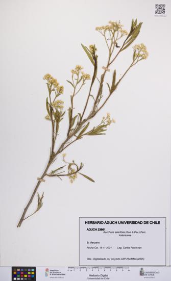 Baccharis salicifolia [Espécimen: UCH:AGUCH:0023861]