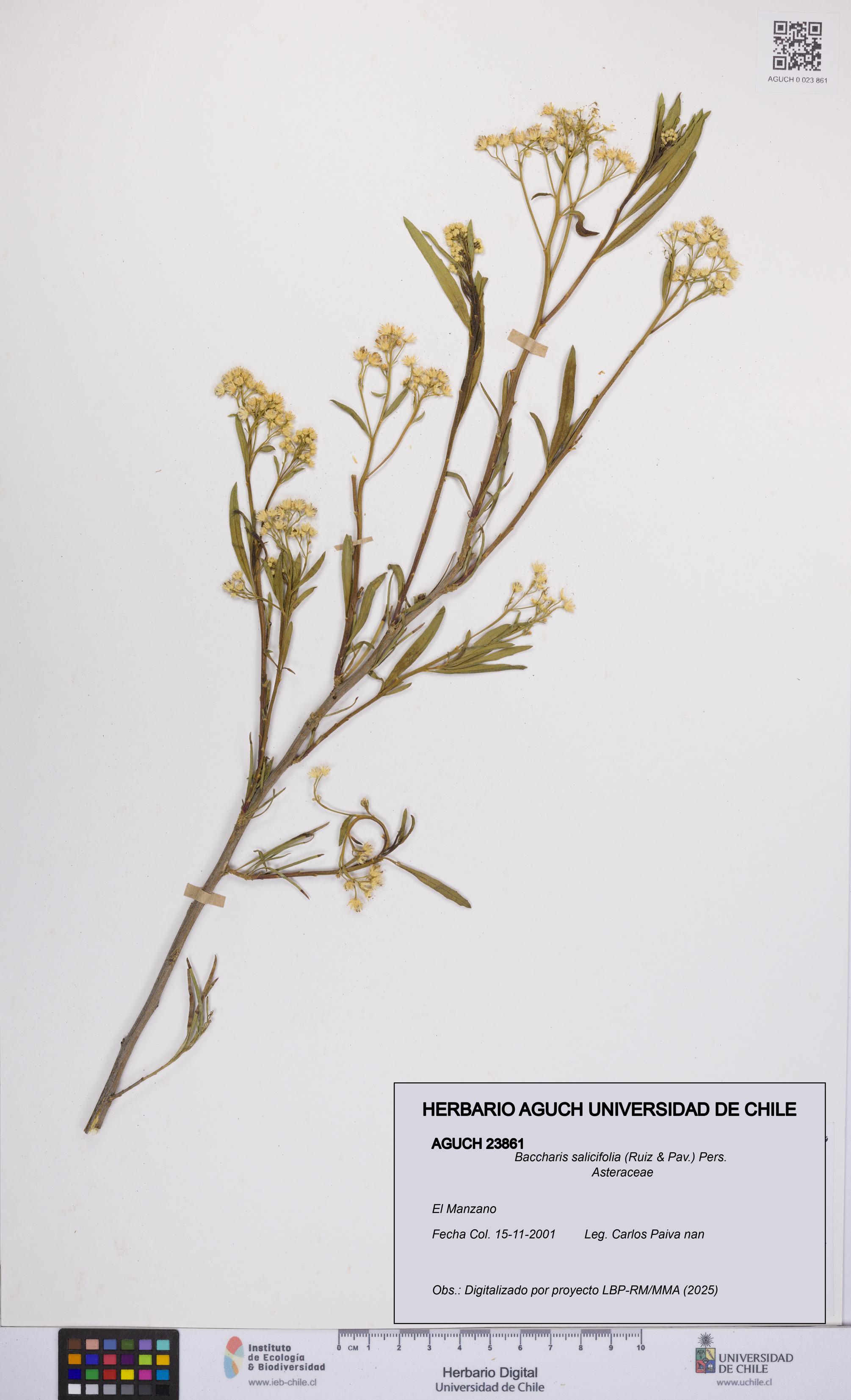 Baccharis salicifolia [Espécimen: UCH:AGUCH:0023861]