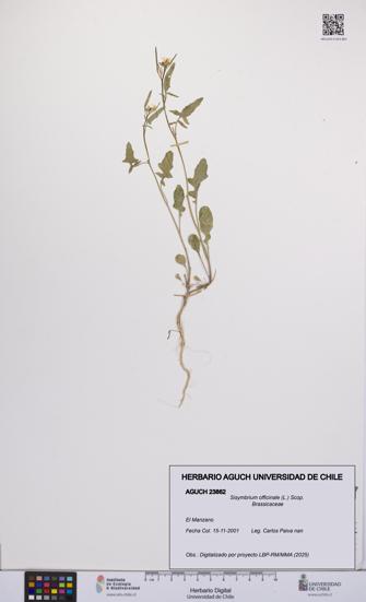 Sisymbrium officinale [Espécimen: UCH:AGUCH:0023862]